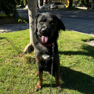 OSO | Raza Mestizo | En Adopción