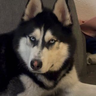 LOBO | Raza Husky Siberiano | Perdido