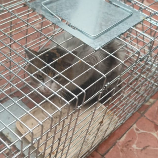  | Raza Doméstico Americano de pelo semilargo | Encontrada