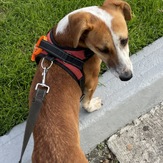  | Raza Mestizo, posible cruza de Beagle | Encontrado