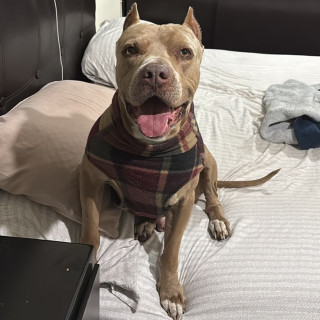 ZEUS | Raza American Pitbull Terrier | Perdido