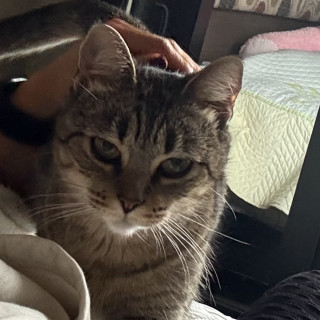 MICHA | Raza Doméstico Américano de Pelo Corto | Perdida