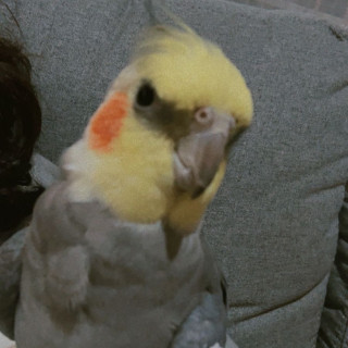 ABÚ | Raza Ninfa | Perdido