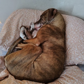 MAYA | Raza Mestiza, cruza de Labrador con American Pitbull Terrier | Final Feliz