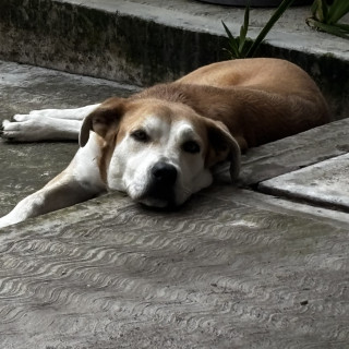 LUNA | Raza Mestiza, cruza de  Husky Siberiano con Labrador | Perdida