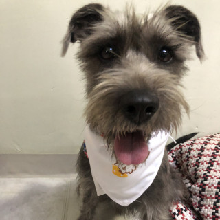 GOMA | Raza Mestiza, cruza de Schnauzer | En Adopción