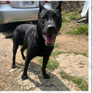  | Raza Pastor Alemán Negro | Encontrado