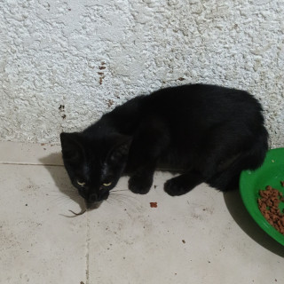 BINX | Raza Bombay | Perdido