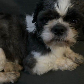 IGOR | Raza Shih Tzu  | Perdido