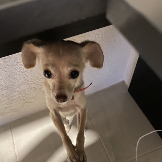 DELILA | Raza Chihuahua | Perdida