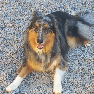 NAPO | Raza Border Collie  | Perdido