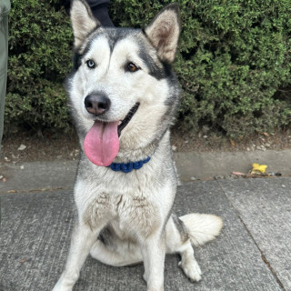  | Raza Husky Siberiano | Encontrada