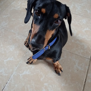 KENJI | Raza Dachshund o Salchicha  | Perdido