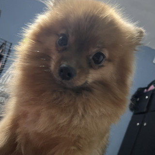 EMMA | Raza Pomerania | Final Feliz