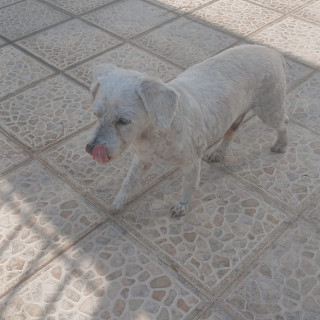  | Raza French Poodle o Caniche | Encontrado