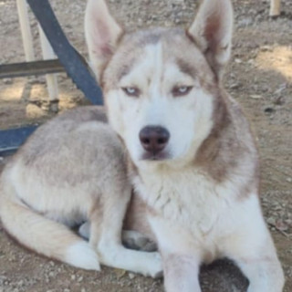 GUAPO | Raza Husky Siberiano | Final Feliz