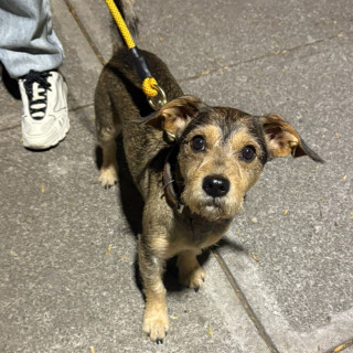  | Raza Mestizo, Posible Cruza De Schnauzer Con Yorkie | Encontrado