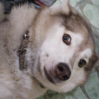 KEIL | Raza Husky Siberiano | Final Feliz