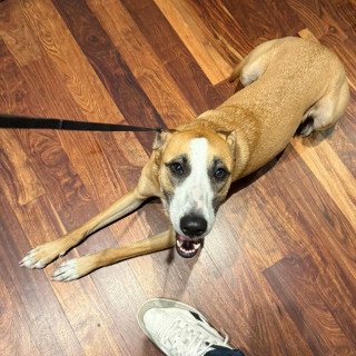  | Raza Mestizo | Final Feliz