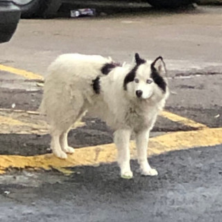 Foto de PANDA