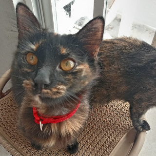 Foto de MAYA