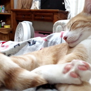 MOMO | Raza Doméstico Américano de Pelo Corto | Perdido