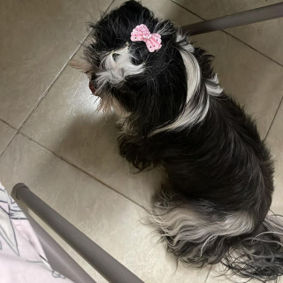 CLOE | Raza Shih Tzu  | Final Feliz