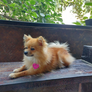 POMPOM | Raza Pomerania | Final Feliz