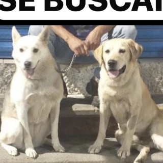 DRUPI | Raza Labrador  | Perdido