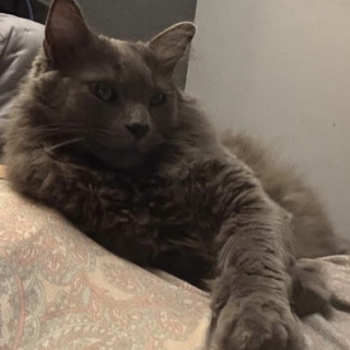 Foto de BOPSI