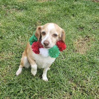 SIMONA | Raza Mestiza, cruza de Chihuahua | Perdida