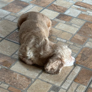 KEISA | Raza Cocker Spaniel | Perdida