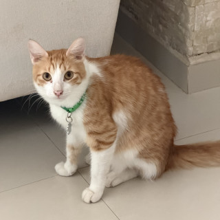 Foto de POPOTES
