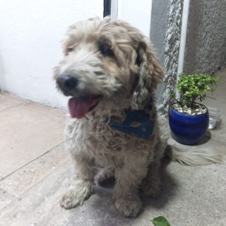  | Raza Mestizo | Encontrado