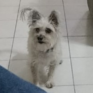 XUXA | Raza Mestiza, cruza de Schnauzer con Chihuahua, (Chizer). | Perdida