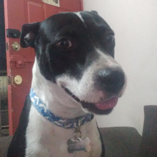 MORRIS | Raza American Pitbull Terrier | Final Feliz