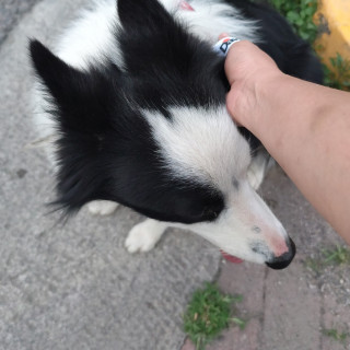  | Raza Border Collie  | Final Feliz