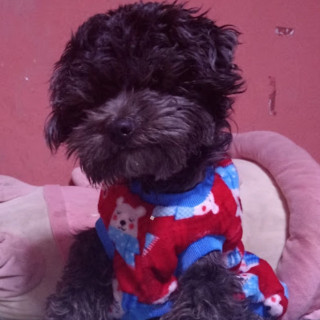 COCO | Raza Mestizo cruza de Schnauzer con Poodle,  (Schnoodle) | Perdido