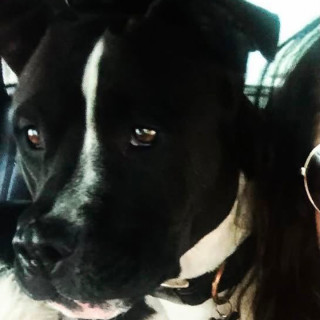LOLA | Raza American Pitbull Terrier | Perdida