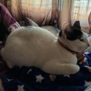 MINA | Raza Doméstico Américano de Pelo Corto | Perdida