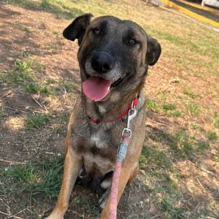 LAIKA | Raza Mestiza, cruza de Pastor Belga Malinois | Perdida