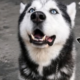 Foto de BLACKY