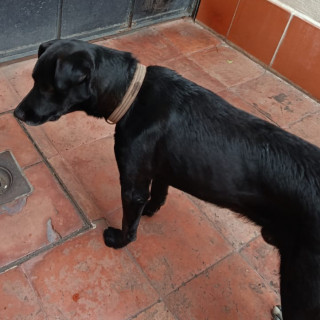  | Raza Mestizo, cruza de Labrador | Encontrado