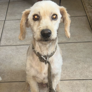 TITA | Raza Mestiza, cruza de French Poodle | Perdida