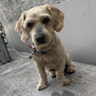  | Raza Mestizo,  cruza de Cocker con Poodle,  (Cockapoo) | Encontrado