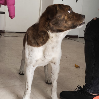  | Raza Mestizo, cruza de American Pitbull Terrier | Encontrado