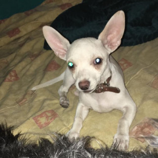 ROCKO | Raza Chihuahua | Perdido