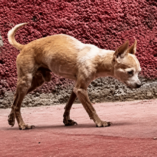 TABASCO | Raza Chihuahua | Perdido