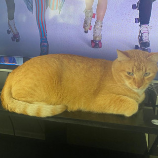 OMALI | Raza Doméstico Américano de Pelo Corto | Perdido