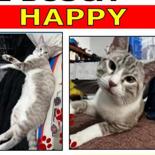 HAPPY | Raza Aslan o Siamés moderno, punto tabby | Perdido